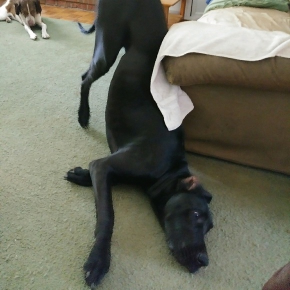 Meet your Posher, Melody - Picture 1 of 1